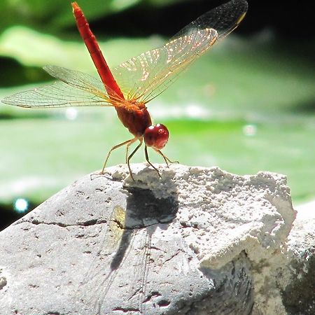 Raintree Lodge Port Moresby Esterno foto